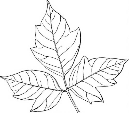 Illustration of a Poison Ivy Leaf