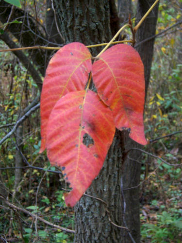 Poison Ivy Red Leaves