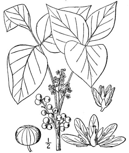 Botanical illustration of Toxicodendron radicans from 1913