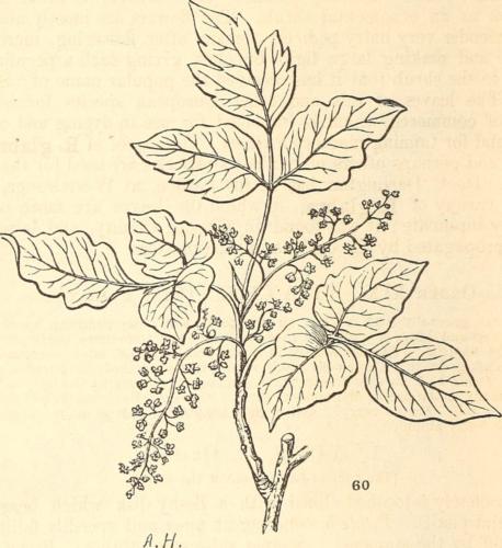 Image from page 103 of "American weeds and useful plants: being a second and illustrated edition of Agricultural botany" (1859)